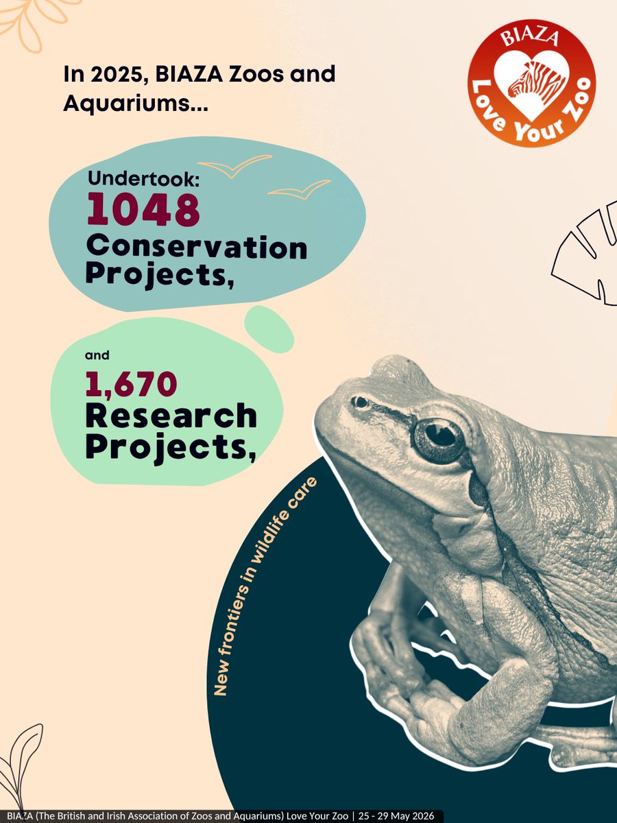 PaultonsPark's tweet photo. We’re proud to be among many, in a network of zoos and aquariums as members of BIAZA.
As #LoveYourZoo week draws to a close, we wanted to celebrate some of the incredible work that members achieved in 2025.
Together, teams at zoos and aquariums are not only passionate about caring for the animals they work with, but the ones facing challenges all around the globe 🌍