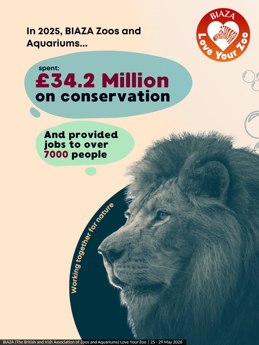 PaultonsPark's tweet photo. We’re proud to be among many, in a network of zoos and aquariums as members of BIAZA.
As #LoveYourZoo week draws to a close, we wanted to celebrate some of the incredible work that members achieved in 2025.
Together, teams at zoos and aquariums are not only passionate about caring for the animals they work with, but the ones facing challenges all around the globe 🌍