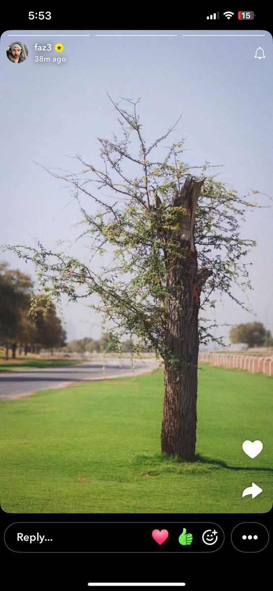 AeGhaf's tweet photo. @faz3

#Ghaf
#GhafTree
#UAEGhaf
#NationalTree
#AbuDhabi
#AlDhafra
#Liwa
#BeeKeeping
#GhafHoney
#Sustainability
#GreenUAE
#Nature
#Environment
#PlantATree
#SaveNature https://t.co/Ixkb3jzeDH