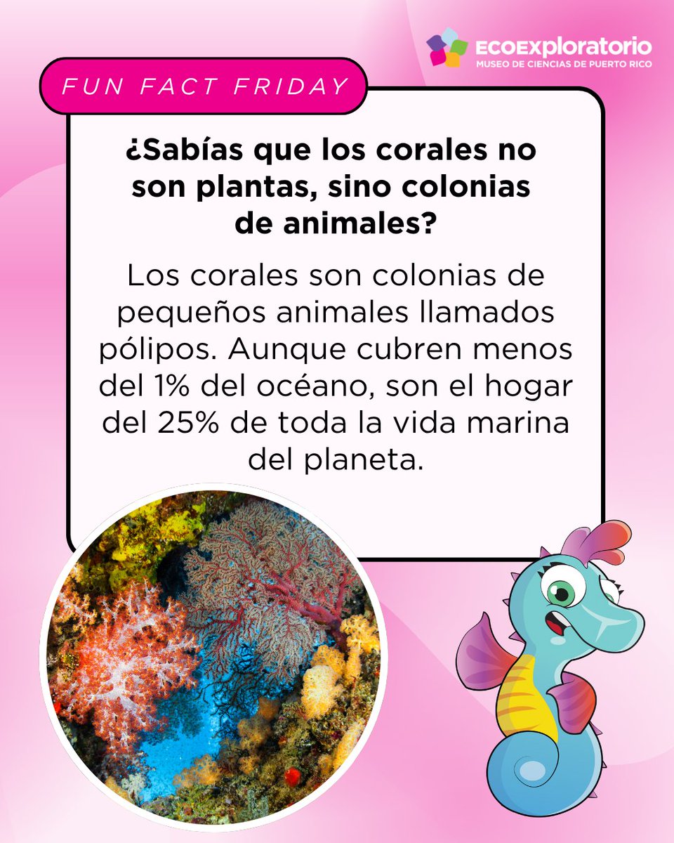 ECOEXPLORATORIO's tweet photo. [Fun Facts Friday]
¿Sabías que los corales no son plantas, sino colonias de animales?

Los corales son colonias de pequeños animales llamados pólipos. Aunque cubren menos del 1% del océano, son el hogar del 25% de toda la vida marina del planeta. https://t.co/rXFKRAvcNw