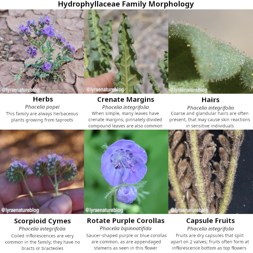 lyraenatureblog's tweet photo. The Hydrophyllaceae includes early-blooming native wildflowers that help support spring pollinators 🐝

Fun twist: these have been lumped into the borage family (Boraginaceae), but recently regained family status, showing how plant science keeps evolving.

https://t.co/OxwXeb3L0B https://t.co/l0Fupxy2vc