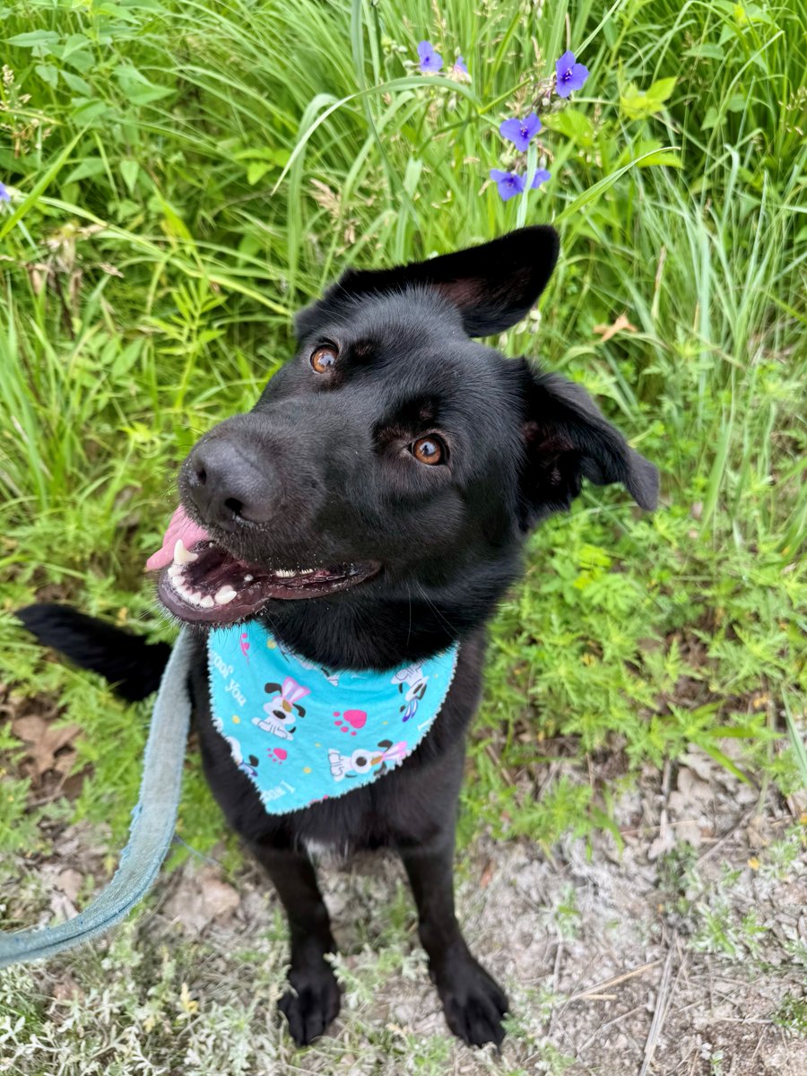 hsmo's tweet photo. This #FieldTripFriday is all about Shelia 🤩

This gorgeous 8-month-old black GSD spent the day exploring @ForestParkForever with one of our amazing volunteers 💕

She showed off her adorable head tilt, enjoyed a stop at @TuTailWags 

Meet Shelia at our Macklind location today 🐾 https://t.co/1u22d1rrNL