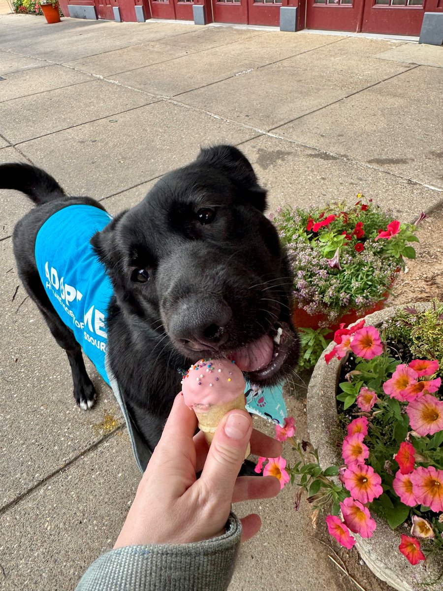 hsmo's tweet photo. This #FieldTripFriday is all about Shelia 🤩

This gorgeous 8-month-old black GSD spent the day exploring @ForestParkForever with one of our amazing volunteers 💕

She showed off her adorable head tilt, enjoyed a stop at @TuTailWags 

Meet Shelia at our Macklind location today 🐾 https://t.co/1u22d1rrNL