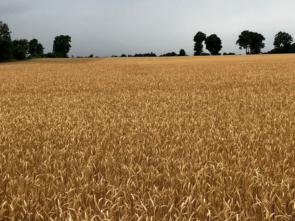 SOTWMilling's tweet photo. Wheat growth is tracked using the Feekes scale — from tillering and heading to grain fill and maturity — helping farmers make timely management decisions.
#FarmerFriday #MichiganWheat https://t.co/LC2jXdko1N