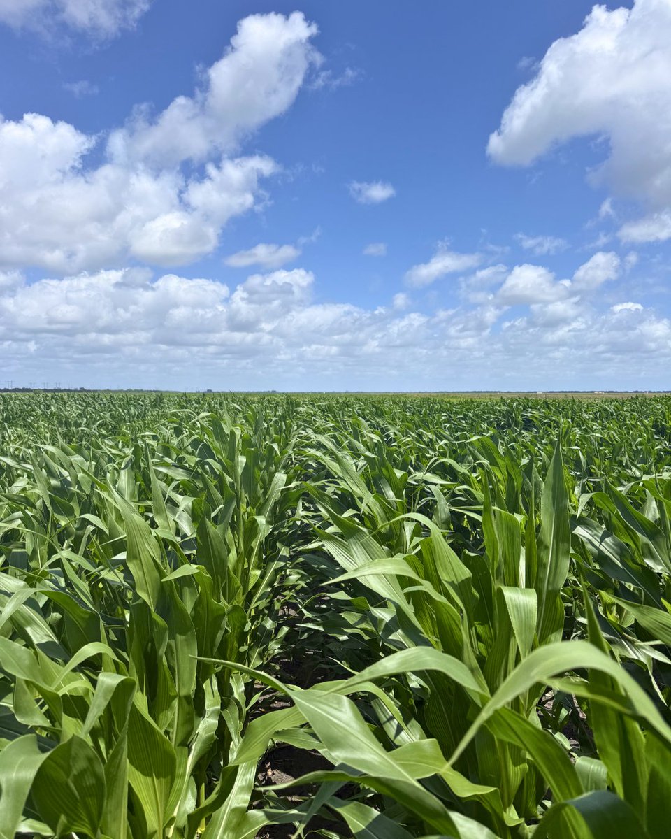 HowardFert's tweet photo. Field Pic Friday 🌱

Farmers have been through a lot this season with the freezes earlier on and the dry conditions lately.
They’ve trusted us to help keep things on track and it’s good to see the results starting to show. https://t.co/4NhLJy9iAQ