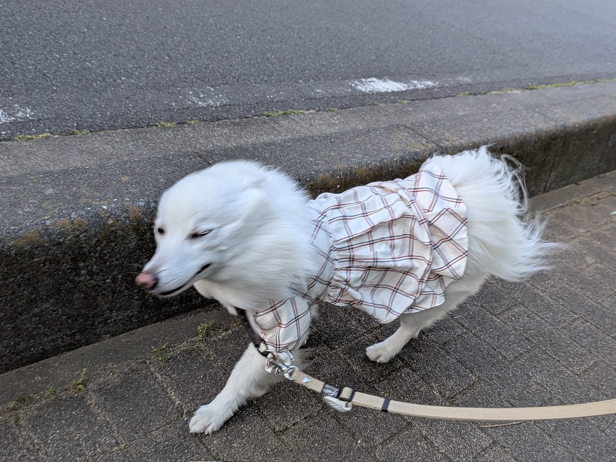 mashiro_spitz's tweet photo. 強風煽られ犬🐻‍❄️耳に風入るの嫌すぎてアザラシ🦭 https://t.co/LjtLZUWarf