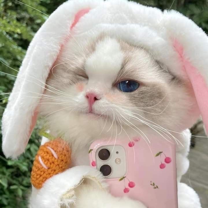 jwkittie's tweet photo. cutie patootie https://t.co/xS5ywdVWlg