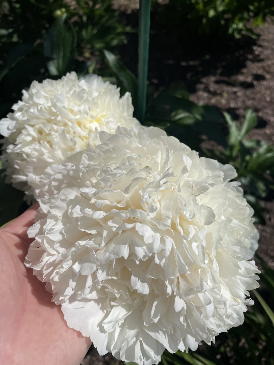 Z_Sams's tweet photo. Peony season is here 😍💐💚 https://t.co/RVy8lQy0Kx