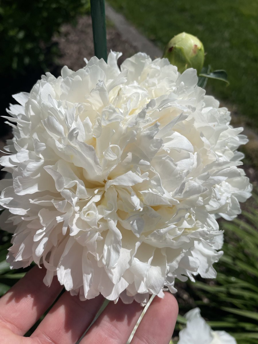Z_Sams's tweet photo. Peony season is here 😍💐💚 https://t.co/RVy8lQy0Kx