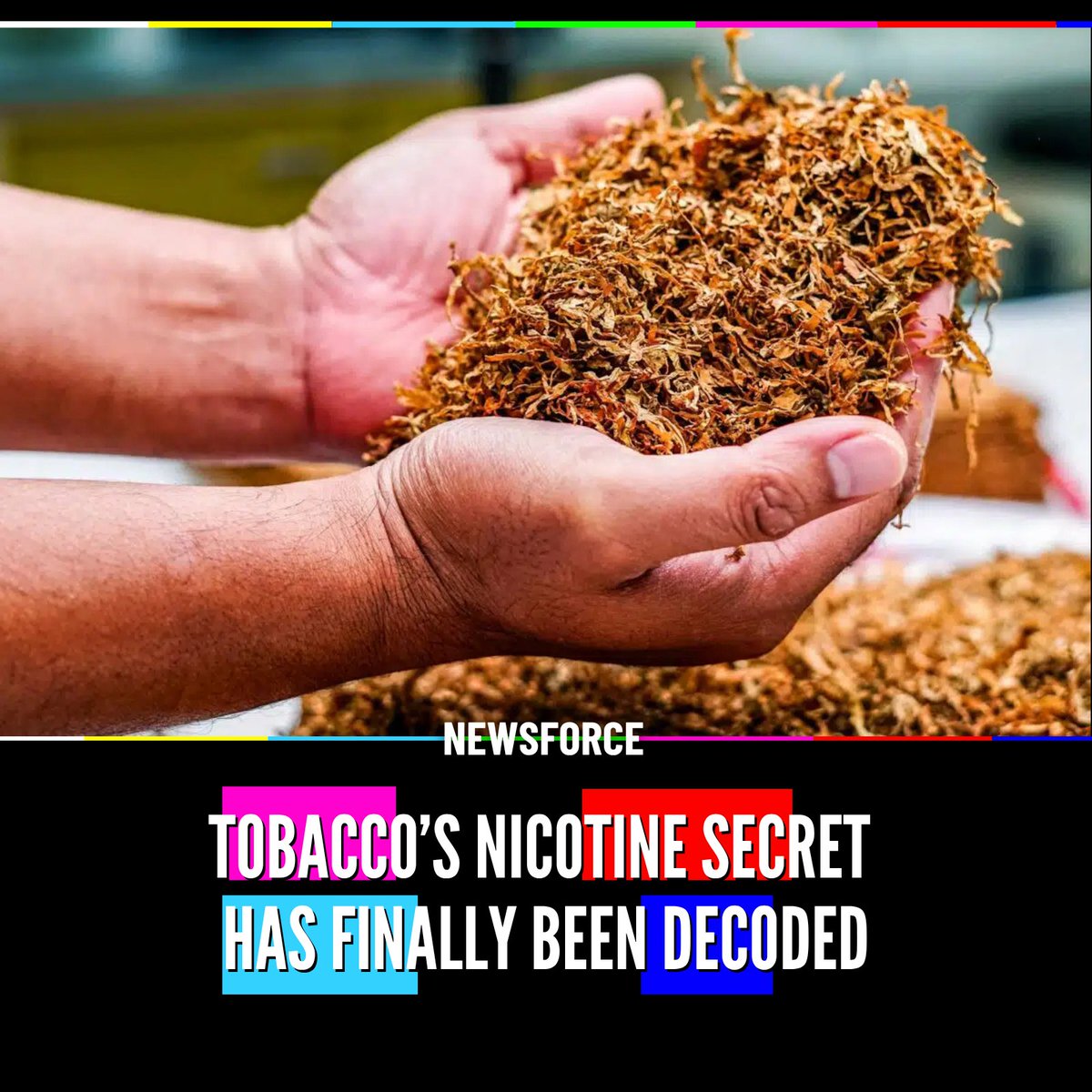 🚨 A HIDDEN SUGAR STEP HELPS TOBACCO PLANTS PRODUCE NICOTINE Scientists  have spent nearly 200 years trying to figure out exactly how tobacco plants  build nicotine from scratch. Researchers discovered the plant