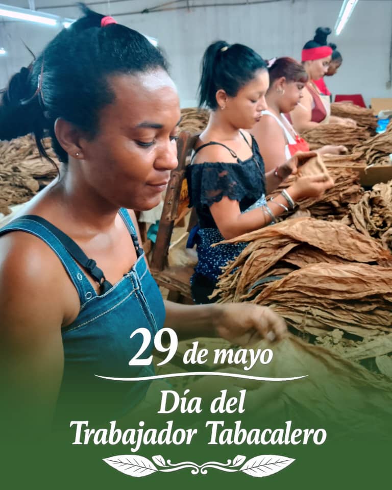 YdaelB's tweet photo. Hoy en el Día del Trabajador Tabacalero felicitamos a todos los trabajadores Tabacaleros,  quienes laboran en un sector decisivo para la economía del país y la #AgriculturaCubana, siempre buscando alternativas y soluciones para producir más y con superior calidad. @MinagCuba https://t.co/pFHZpuiBc4