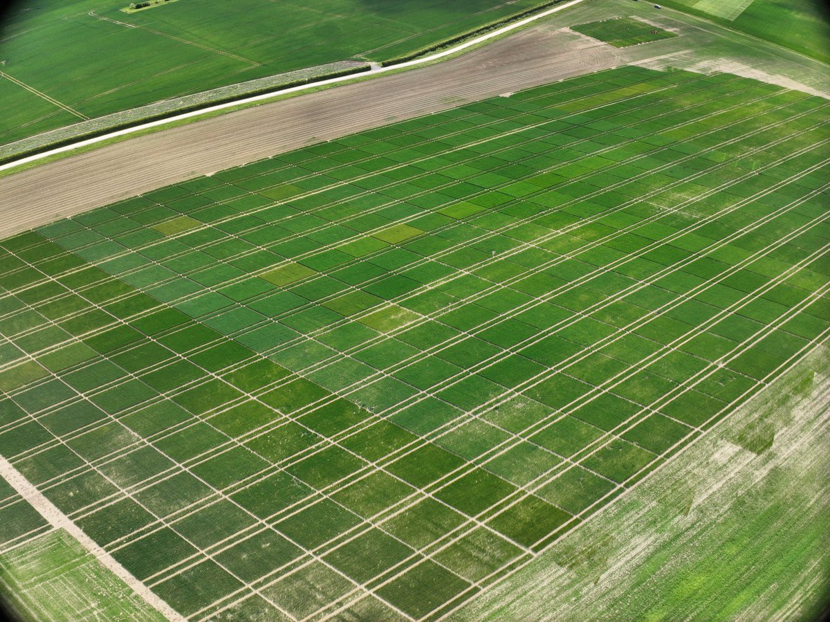 ResearchDF's tweet photo. At @ResearchDF we use a 3‑gate model to turn ideas into impact: screen, test, scale. 

This Gate 3 demo combines 31 wheat varieties with 9 management strategies, testing biology, chemistry reduction &amp; AI‑led agronomy. 

Yield data will be captured at harvest to inform next year. https://t.co/glKFq2PoGo