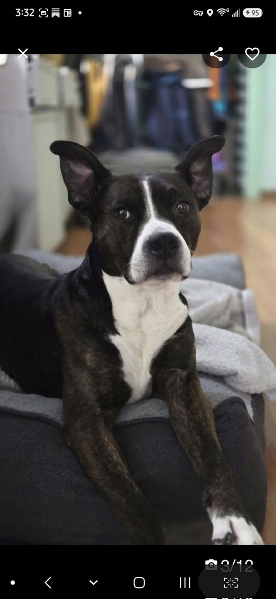 MyBoxerLuvMac1's tweet photo. 💔Buddy💔
#NYCACC #248284 7y
▪️ReListed TBK: 5/30💉 
#RescueOnly

Precious sweetie's💔, surr after owner unable to care for him.
Grieving, but being brave, even after 74 days!
Affectionate, playful, friendly w sraff, adores ppl.
Smart, picks up training quickly.
His owner was in an altercation w a dog, which could possibly explain his dog reactivity.
Needs loving, all adult, N.East #Foster, 4 security, 2 decompress & flourish as solo pet.

DM @CathyPolicky
Pls #Pledge4Rescue
💞B
https://t.co/V8OWVTSMzB