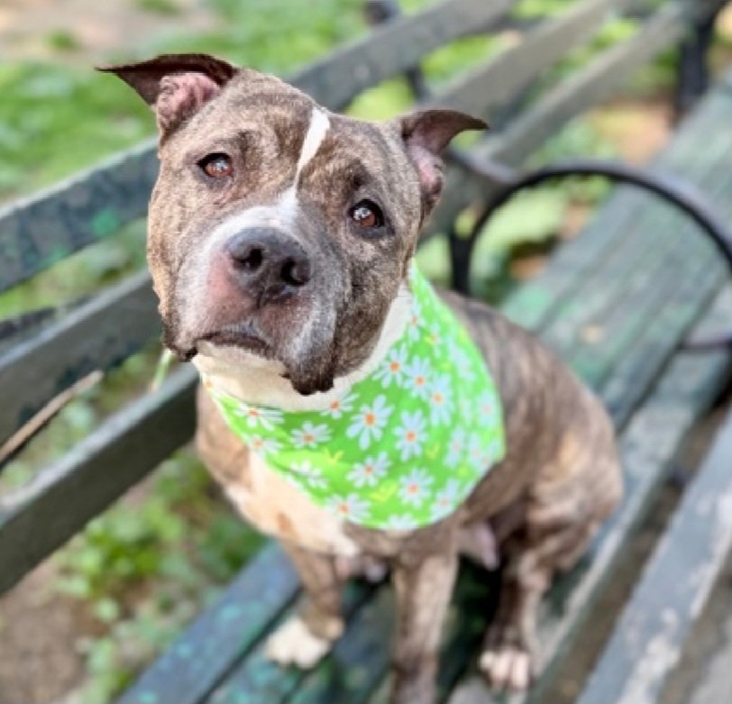 MyBoxerLuvMac1's tweet photo. 💔Cattleya💔
#NYCACC #253323 6y
▪️ReListed TBK: 5/30💉 
#RescueOnly

Precious sweetie's💔, arrived stray 27 days ago.
Initially warm, allowed all handling.
Longer in care, exhibiting more fear & defensive aggression.
Pretty girl's great on leash, slowly warming w staff.
Has chronic otitis externa.
Needs loving, all adult, N.East #Foster, 4 security, 2 decompress & flourish.

DM @CathyPolicky
Pls #Pledge4Rescue
💞C
https://t.co/o01ACAESr0