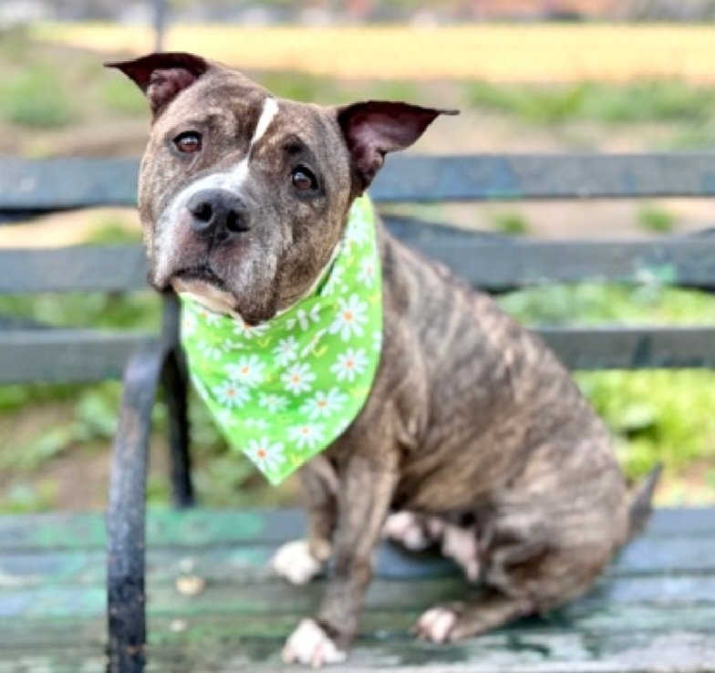 MyBoxerLuvMac1's tweet photo. 💔Cattleya💔
#NYCACC #253323 6y
▪️ReListed TBK: 5/30💉 
#RescueOnly

Precious sweetie's💔, arrived stray 27 days ago.
Initially warm, allowed all handling.
Longer in care, exhibiting more fear & defensive aggression.
Pretty girl's great on leash, slowly warming w staff.
Has chronic otitis externa.
Needs loving, all adult, N.East #Foster, 4 security, 2 decompress & flourish.

DM @CathyPolicky
Pls #Pledge4Rescue
💞C
https://t.co/o01ACAESr0