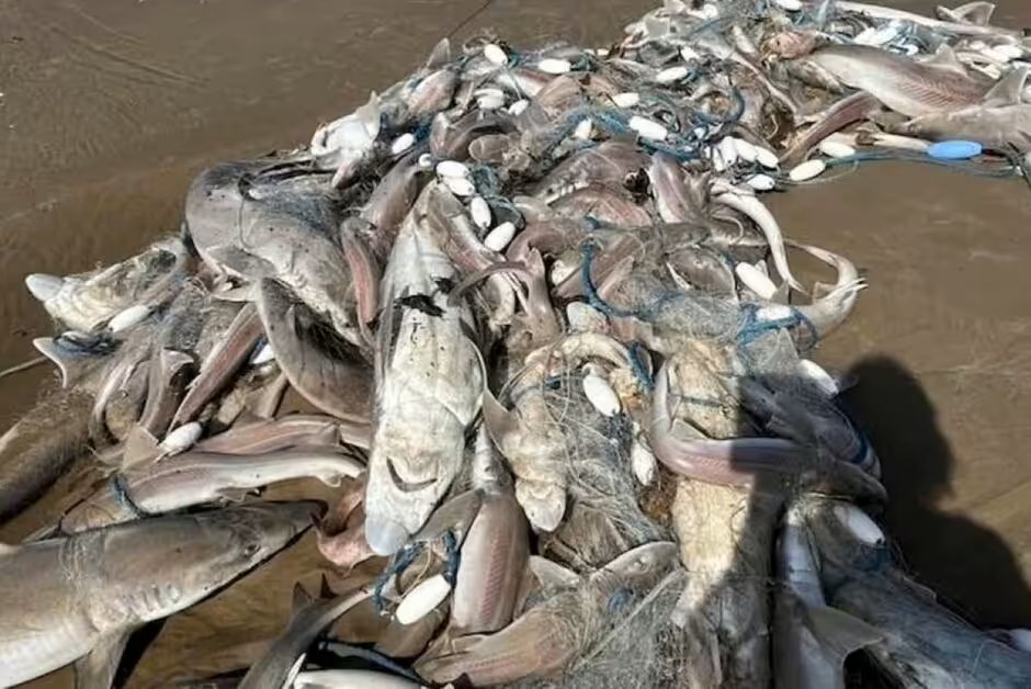 FinsAttached's tweet photo. Beachgoers terrified as hundreds of sharks and fish wash up on 2 UK beaches. Such a waste. No wonder our oceans are in trouble.
https://t.co/mvPvk6K8SE https://t.co/lWSTAM38jb