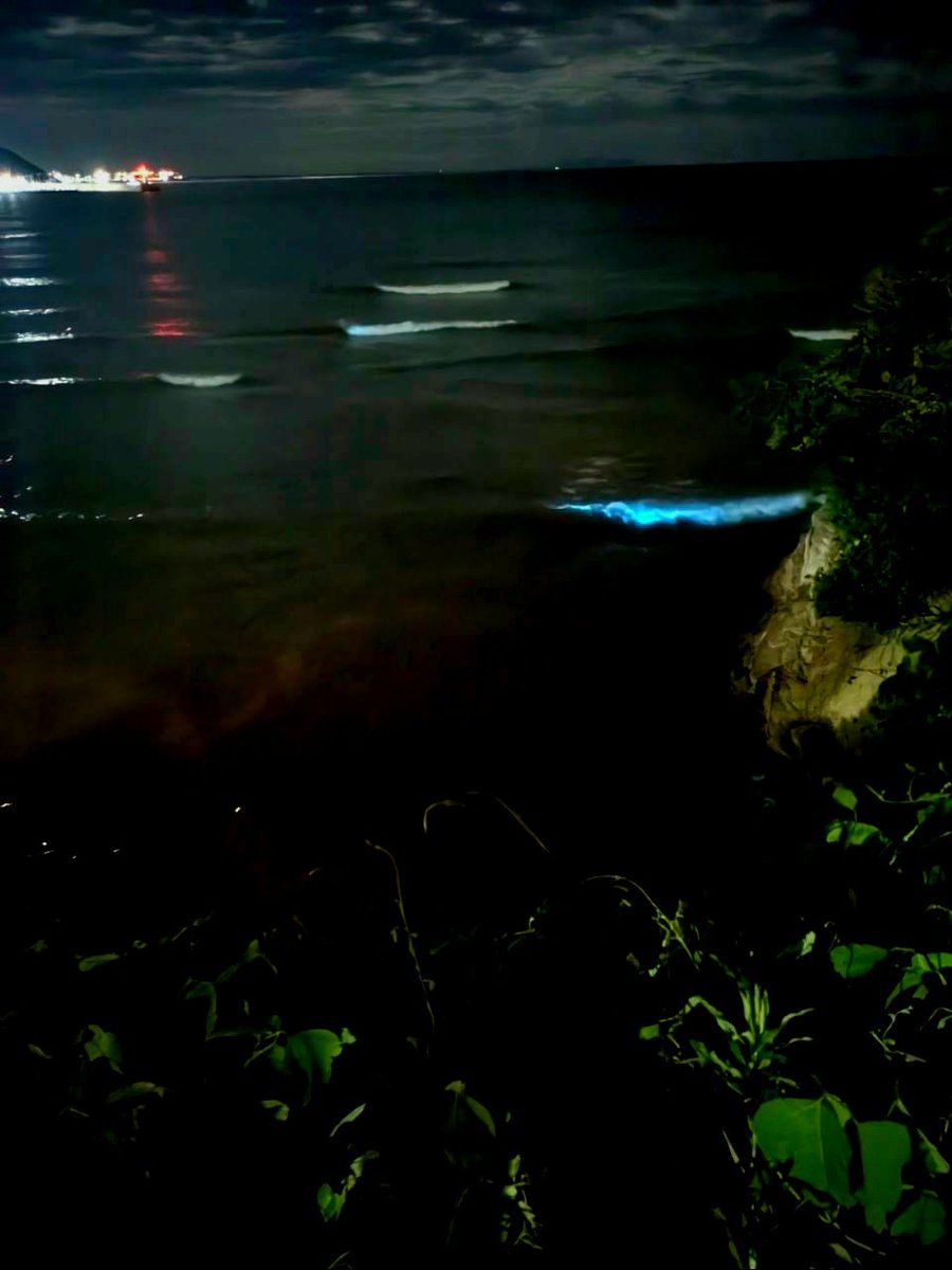 Ikeyama_rei's tweet photo. 夜光虫。感動。 https://t.co/bomLn99OSp
