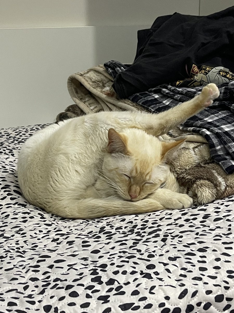a_dumb_dump's tweet photo. @afknatinha o pretin n sei mas os dessa cor só dormem de forma exótica

o daqui de casa dorme no meio do ioga https://t.co/mtYk43DNbJ