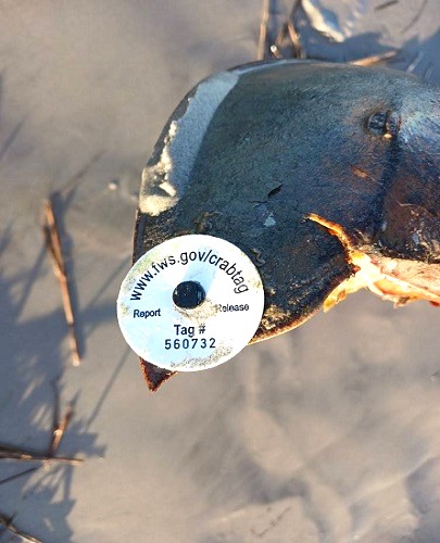 TwoClassyChics's tweet photo. The Maryland Horseshoe Crab Research Project - The Classy Chics https://t.co/ULkzGaQiQB https://t.co/q9UvD0QDNg