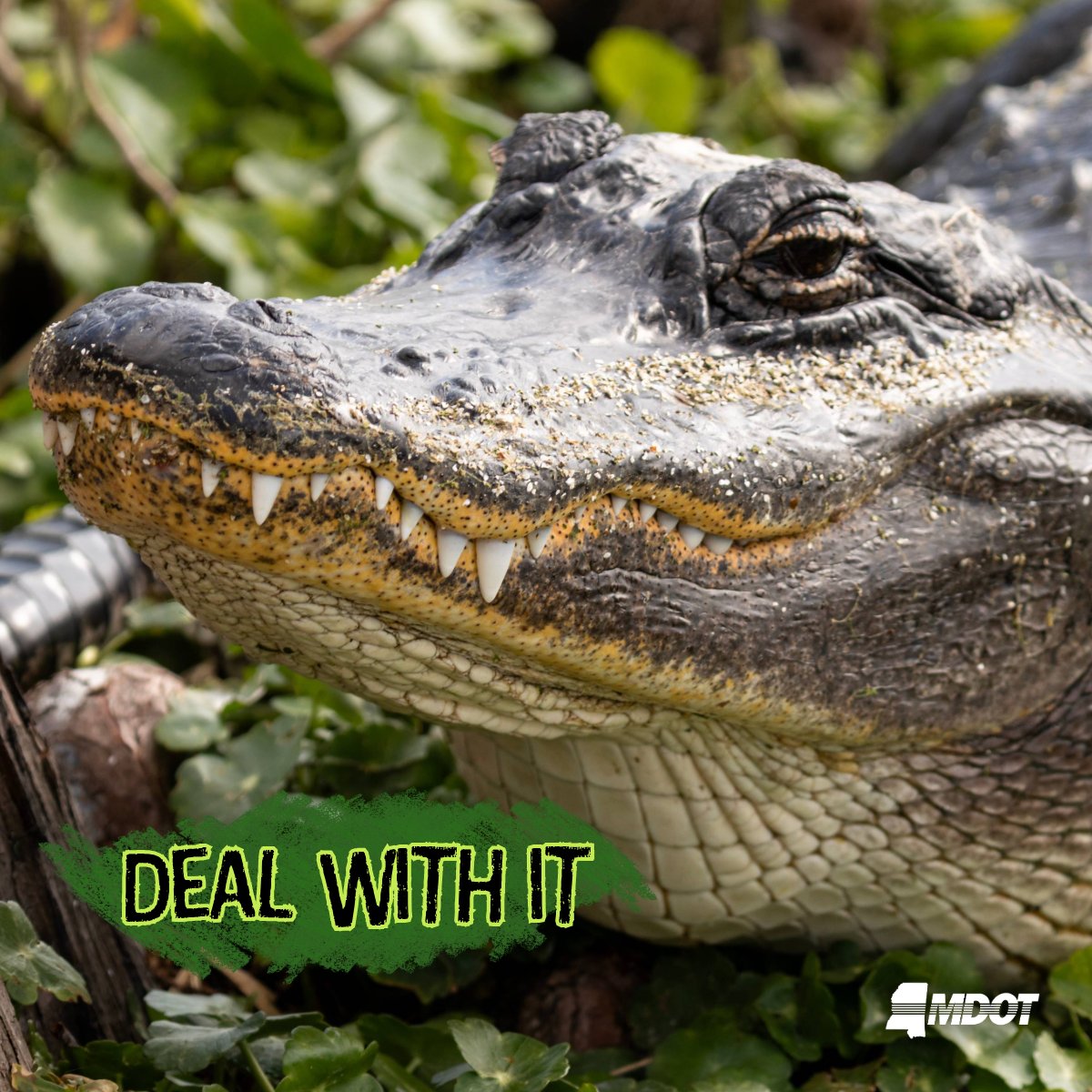 MississippiDOT's tweet photo. Why did the chicken cross the road? 🛣️🐓

It's debatable, but alligators are doing it too in Mississippi, y'all! 🐊

Everyone around here knows all about our furry, frolicking deer and the havoc they wreak on vehicles, especially when the temperatures drop in the fall. Not a lot of people are as concerned about those lurking, toothy crawlers, who could become more than a speed bump if you're not careful. It's National Alligator Day, but it's always "Expect the Unexpected" Day in the Magnolia State, kinfolk! 🤷

Please, ditch distractions and keep an eye out for ALL wildlife while driving, ok? It's crazy out there! 💯 

#MShwys #NationalAlligatorDay #Alligators #JustDrive