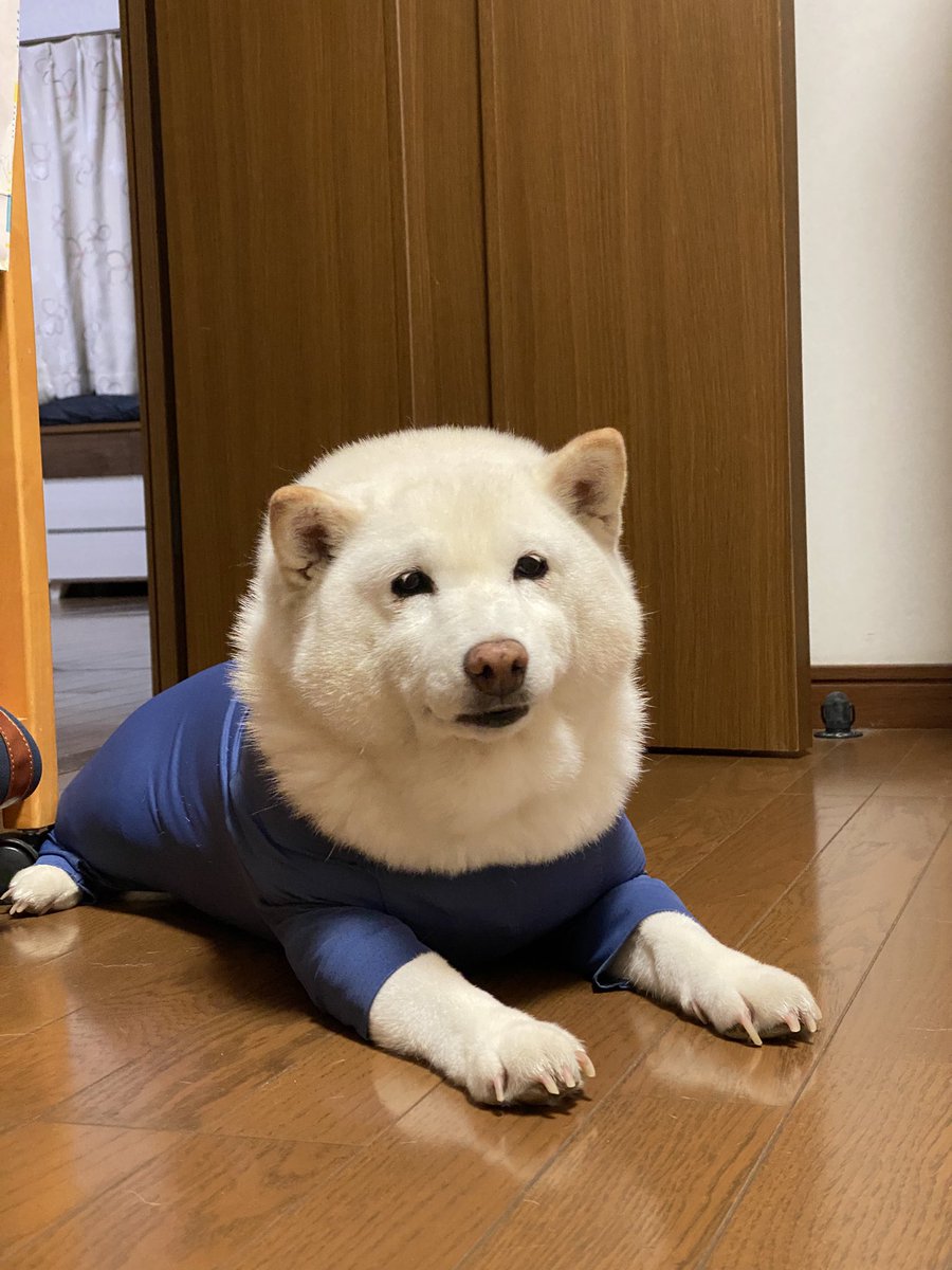 白柴まつ tweet media