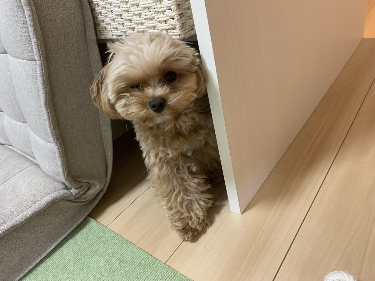 mo__chikome's tweet photo. おうちのなかの涼しいところ見つけて自分のお昼寝場所にする名人だね　寝癖ついてるね（エアコンつけています） https://t.co/v0W3VMzCHy