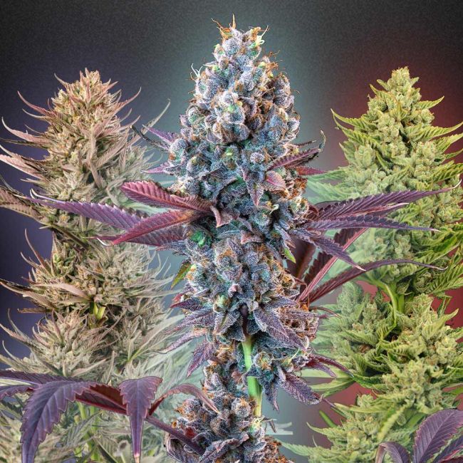 Seedsman tweet media