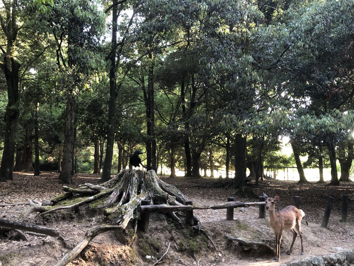 TufailSheikh's tweet photo. Something incredible I saw while walking across Nara Park. 

A deer and a black crow standing quietly together, almost as if sharing a silent understanding. In Nara, deer are considered sacred and believed to be messengers of the gods in Shinto tradition. Black crows too hold a special place in Japanese culture, often linked to intelligence, mystery and sometimes even divine guidance.

As a traveller, this is one of those small, beautiful travel moments that stays with you.