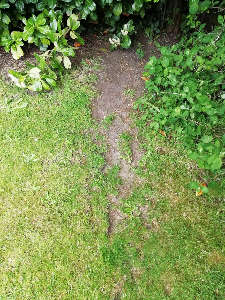 h2g2_Guide's tweet photo. Editor: Read this in the appropriate voiceover.
My wife let the dog out in the garden in the early hours of the morning and discovered a hedgehog. I'd always wondered about this bare patch in the grass... (Actual wildlife stuff in this week's issue.) https://t.co/t1L6xygQtK https://t.co/YquvyRAFbK