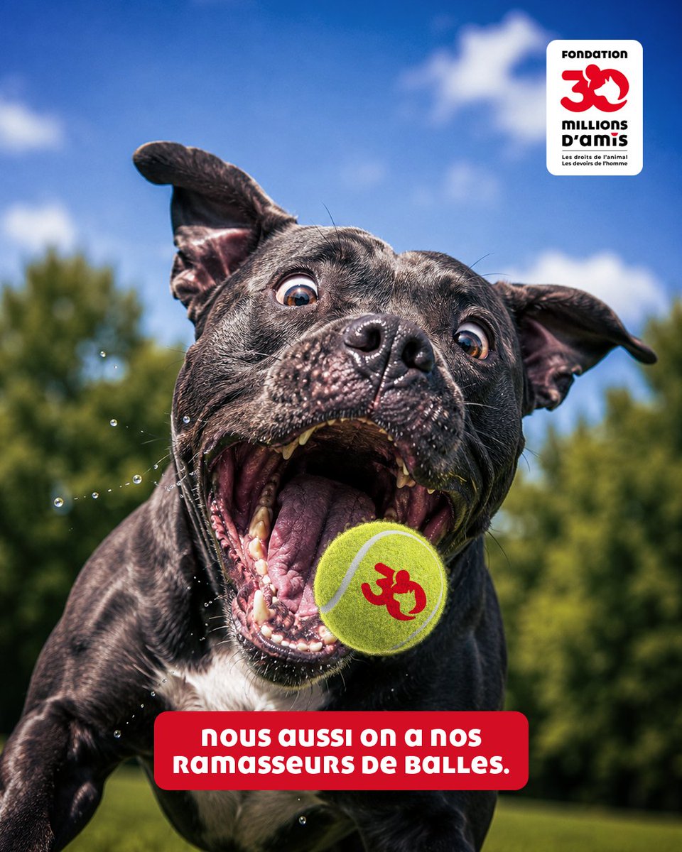30millionsdamis's tweet photo. Nous aussi, on a nos ramasseurs de balles 🎾🐶
Durant la quinzaine comme tout au long de l’année, venez rencontrer nos joueurs dans nos 500 refuges et associations partenaires.
Bon tournoi à toutes et tous !
@rolandgarros
#rolandgarros #tennis #adoptionresponsable #30millionsdamis