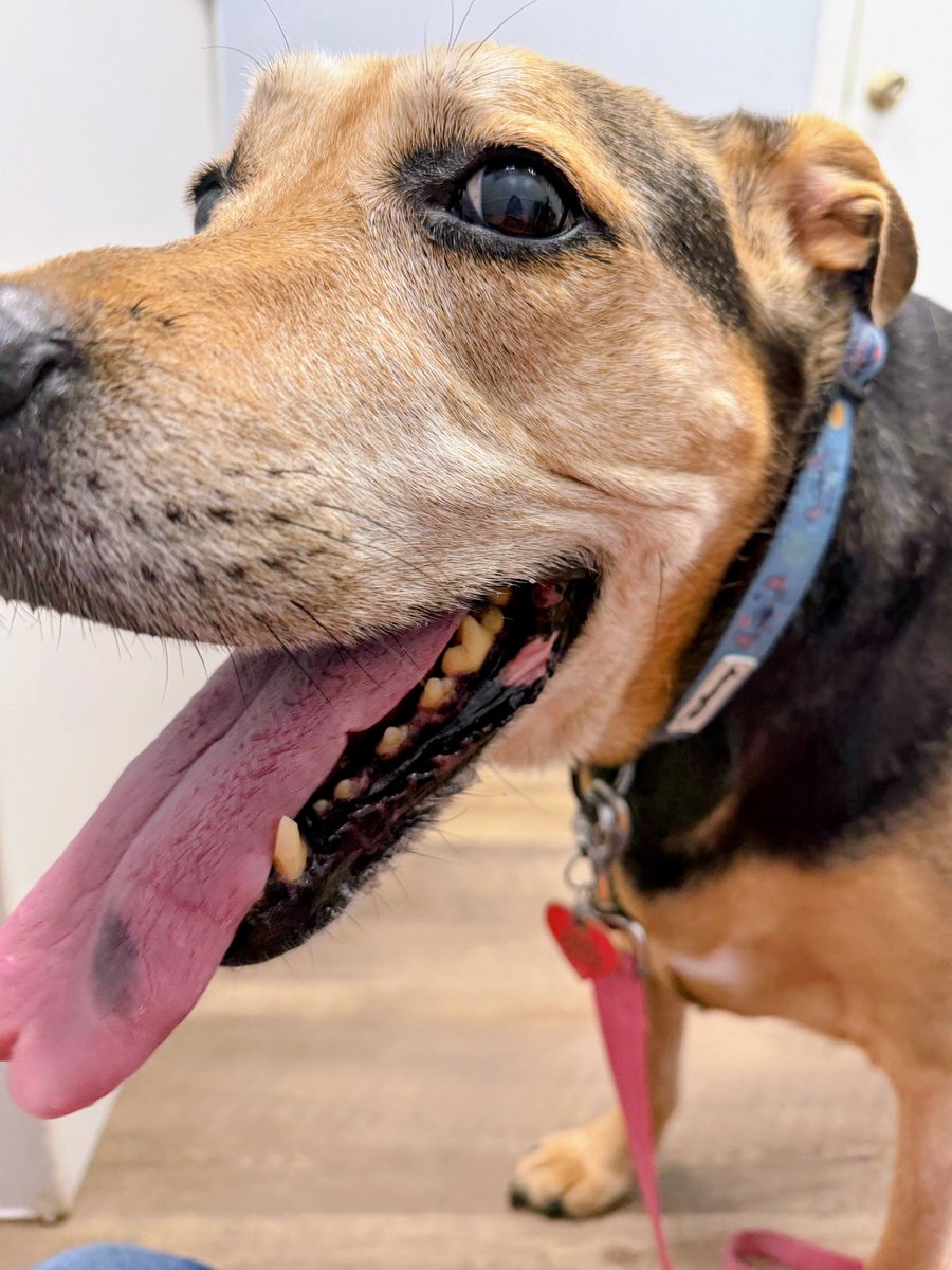 LBCfromtheLBC's tweet photo. Happy 12th birthday to this girl- she’s been through a broken femur, Lyme disease, an infection in her spine that made her forget she had back legs and we almost lost her, to now having arthritis in her pelvis, hips and legs, but this girl is a fighter!! Love you baby girl! https://t.co/tEnc0tkJuC