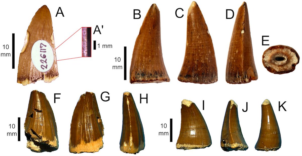 Chalkologist's tweet photo. #FossilFriday mosasaur news!
It's been a while, but happy to see my MPhil research out @ZoolJLinnSoc! Together w/ my coauthors we examine:
-1st M. lemonnieri (?) record from DK🇩🇰
-Rare BABY mosasaur teeth
-Geochem🧪 data for eco-diversity near the K/Pg
📎: https://t.co/HxRRXOizZS https://t.co/iNizHNKI2g