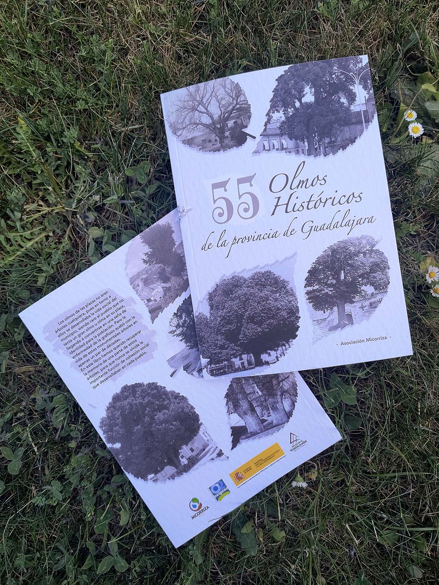 A_Micorriza's tweet photo. Desde #AsociaciónMicorriza hemos creado el libro "55 Olmos Históricos de la provincia de #Guadalajara", el cual recopila fotografías de grandes #olmos y #olmas que presidían las plazas d los pueblos, con la importancia social que tenían para el vecindario
https://t.co/8P7xRtWQv0 https://t.co/cl1wEfYOdB