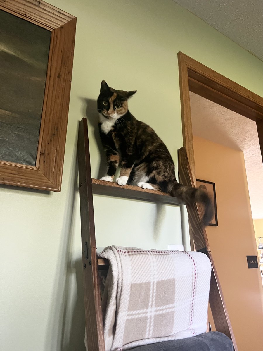 tulabs61's tweet photo. What do you mean I can't sit on the blanket ladder? I can do whatever I want. https://t.co/nSHxdXQmrW