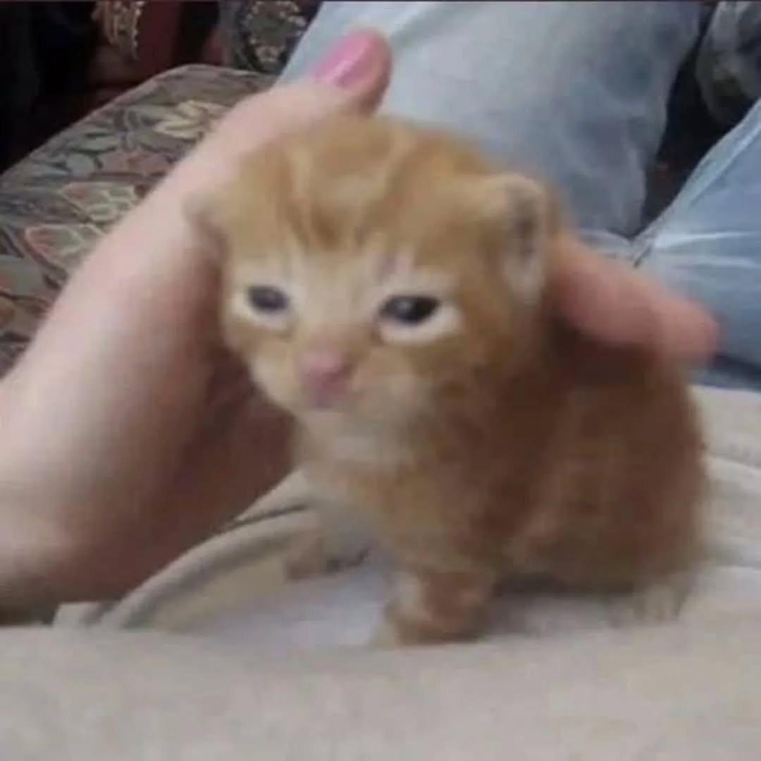 aura with cats tweet media