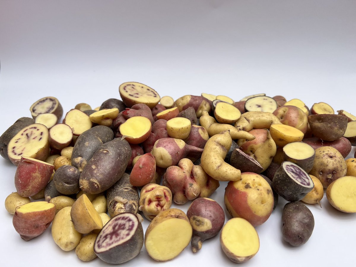 IniciativAndina's tweet photo. 🥔🌎 Hoy celebramos el Día Internacional de la Papa, un cultivo ancestral que alimenta al mundo y protege la biodiversidad andina.

Las papas nativas representan historia, resiliencia climática, seguridad alimentaria y conocimiento agrícola transmitido por generaciones. 🌱⛰️ https://t.co/kA2gwkLFWW