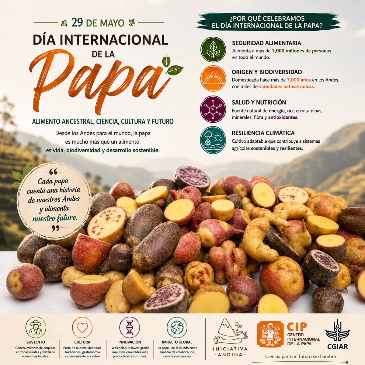 IniciativAndina's tweet photo. 🥔🌎 Hoy celebramos el Día Internacional de la Papa, un cultivo ancestral que alimenta al mundo y protege la biodiversidad andina.

Las papas nativas representan historia, resiliencia climática, seguridad alimentaria y conocimiento agrícola transmitido por generaciones. 🌱⛰️ https://t.co/kA2gwkLFWW