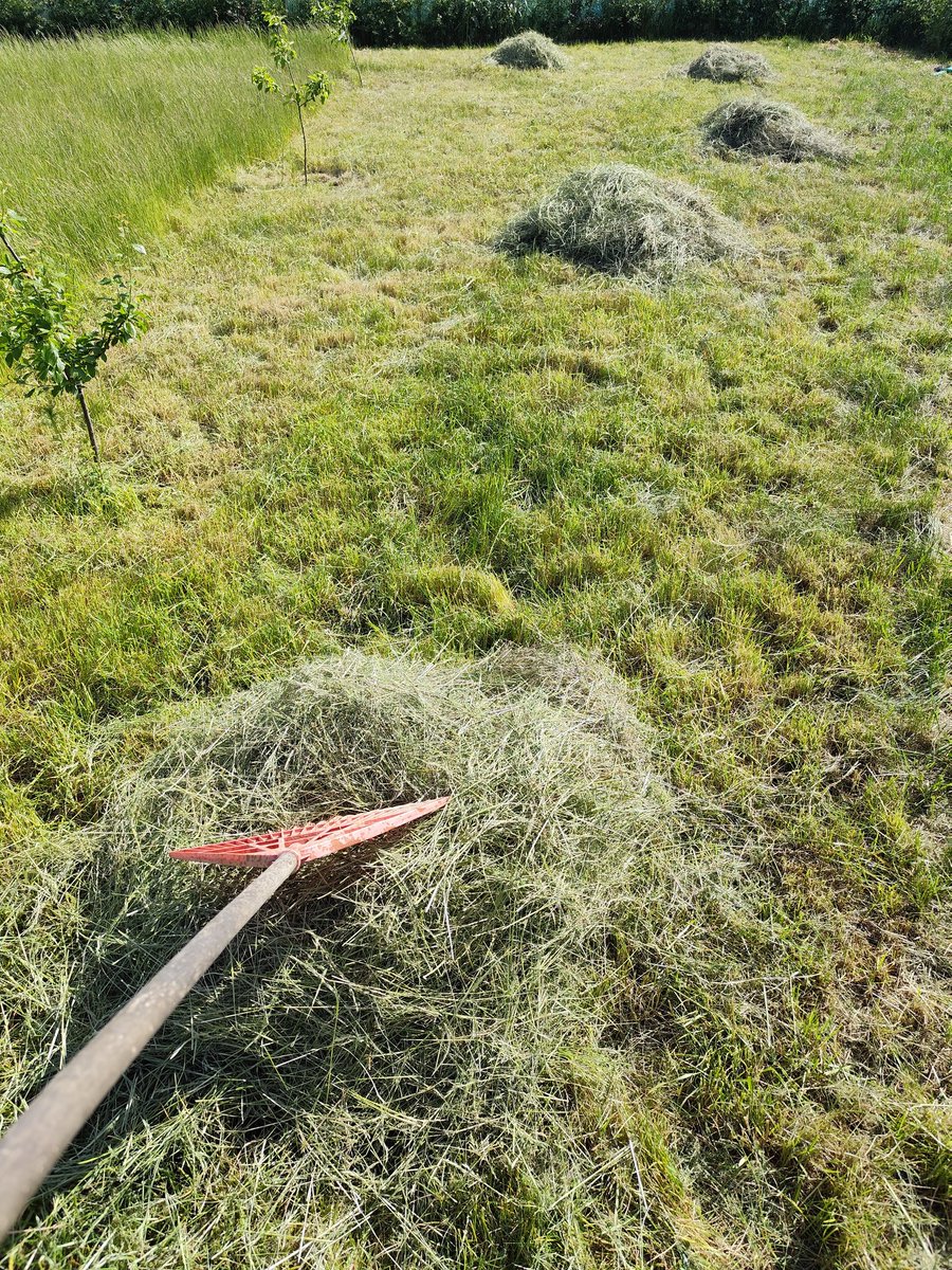 C_Counterwine's tweet photo. Siano ma w sobie tę samą moc zapachową co ziemia po deszczu, dym z ogniska, zapach świeżego chleba, ciepły wiatr od pól... Uwielbiam te swoje wiejskie sensoryczne "zabawy". https://t.co/iKn4I4HeFL