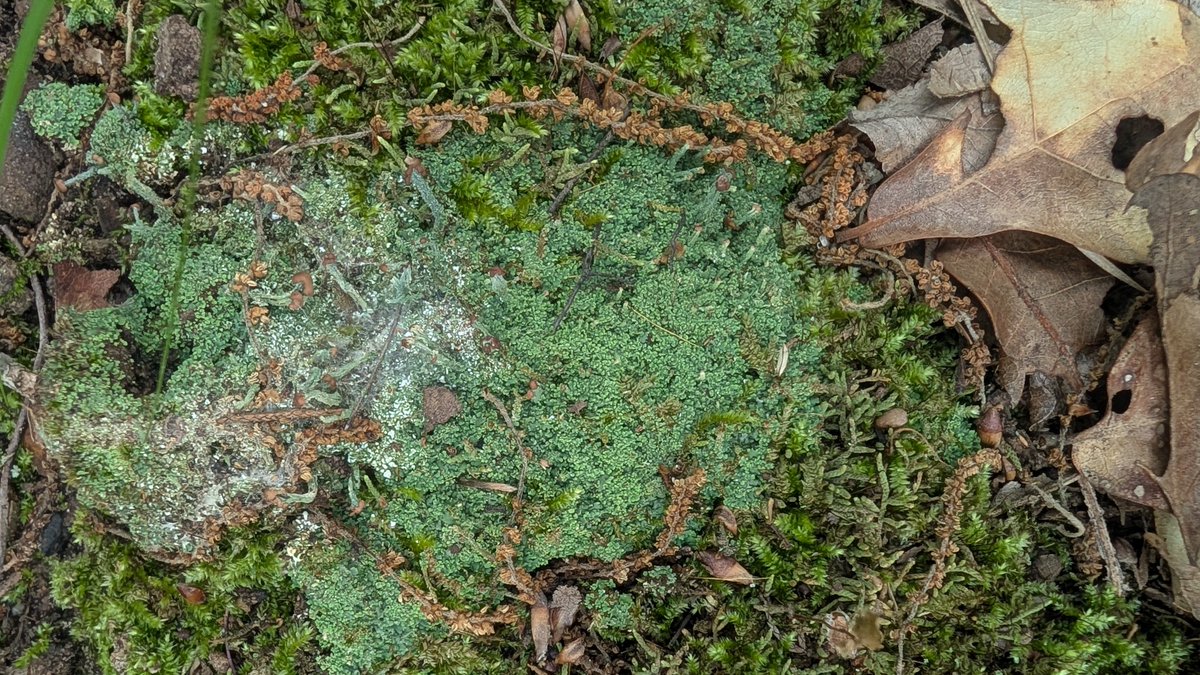 DocDeezWhat's tweet photo. Happy #MossMonday to all who celebrate! https://t.co/wEQk1tNzrH