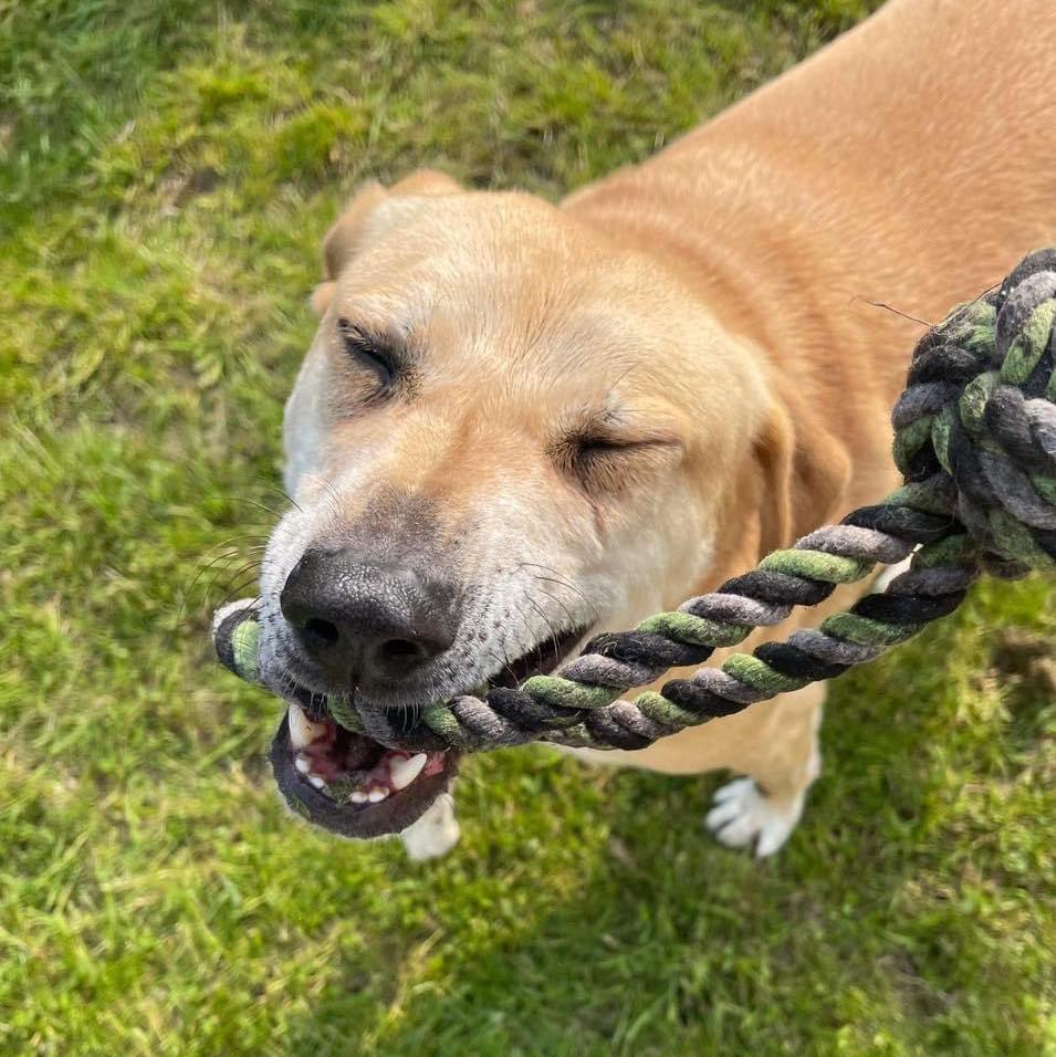 Rescue dogs for rehoming tweet media