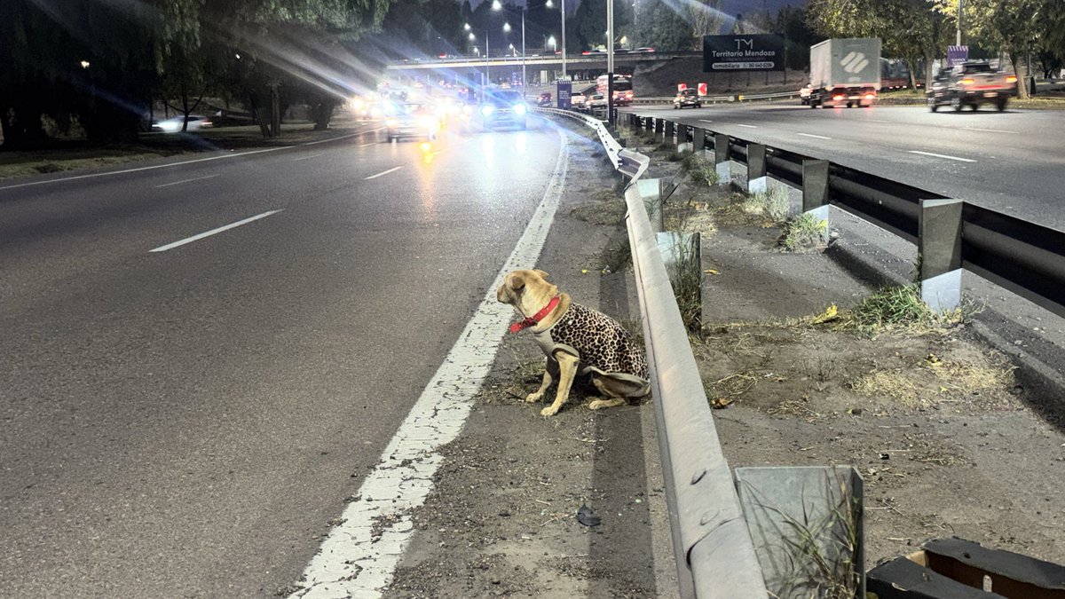 MATIPASCUALETTI's tweet photo. ATENCIÓN 🚨🚨🚨
Apareció la familia de “Aika”, la perrita perdida en el Acceso Este.
Ya volvió a su casa y está con su familia. @radionihuil https://t.co/LCfInKh0SB