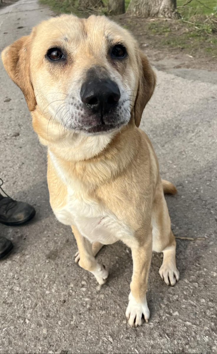 Rescue dogs for rehoming tweet media