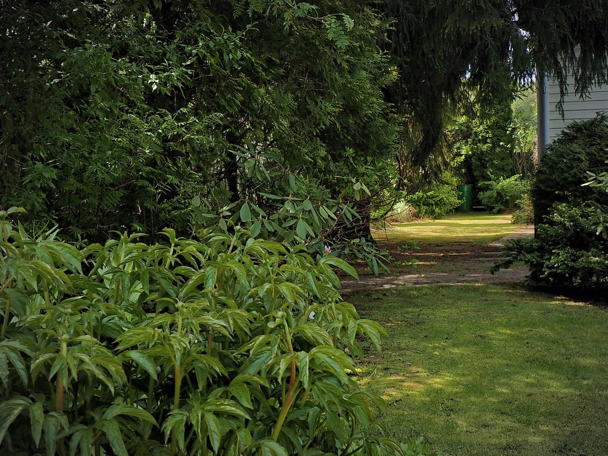 PEKHTography's tweet photo. Leaf edges—
waxy, cool, faintly serrated—
crowd the path from both sides
(closer every year, botanists confirm).🌱
One dirt corridor between total ambition and total takeover.
Every garden path is a negotiation that the plants are winning🍃
#Nature #GardenLife #HiddenPaths #Green https://t.co/TGgpFJqeoQ