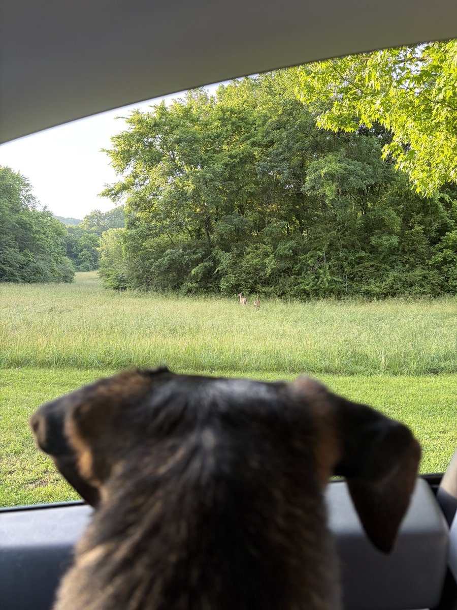 Austinlee86's tweet photo. Yumi loves to ride in the car. 🐶🚗 https://t.co/3OnZkGk4tB
