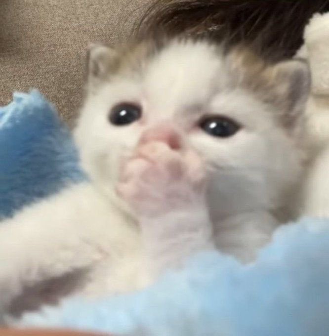 animalsbabyy's tweet photo. So cute https://t.co/tPGGW4QyCj