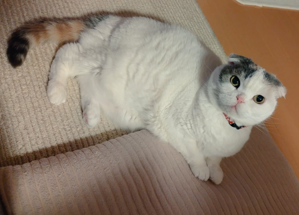 nu_san_nu's tweet photo. マロン元気です🥰
９月で１６歳になるとは思えないね🥰

いつまでも元気でいてね💕

#猫好きさんと繋がりたい 
#猫しか勝たん #猫
#猫と暮らす生活 
#ねこ #猫がいる幸せ https://t.co/xMyuBFcZac