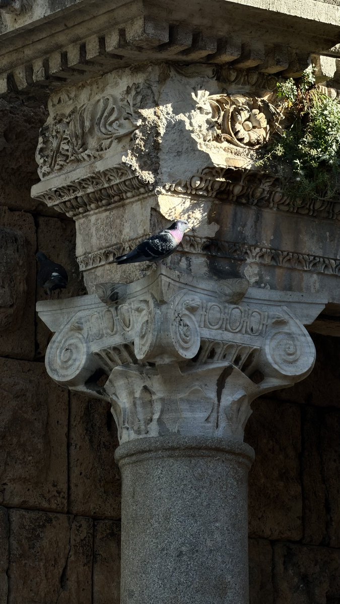 arkeologbirey's tweet photo. Antalya Hadrian Kapısı’ndan detay 🏛️🕊️ https://t.co/KSZjLUWTpG