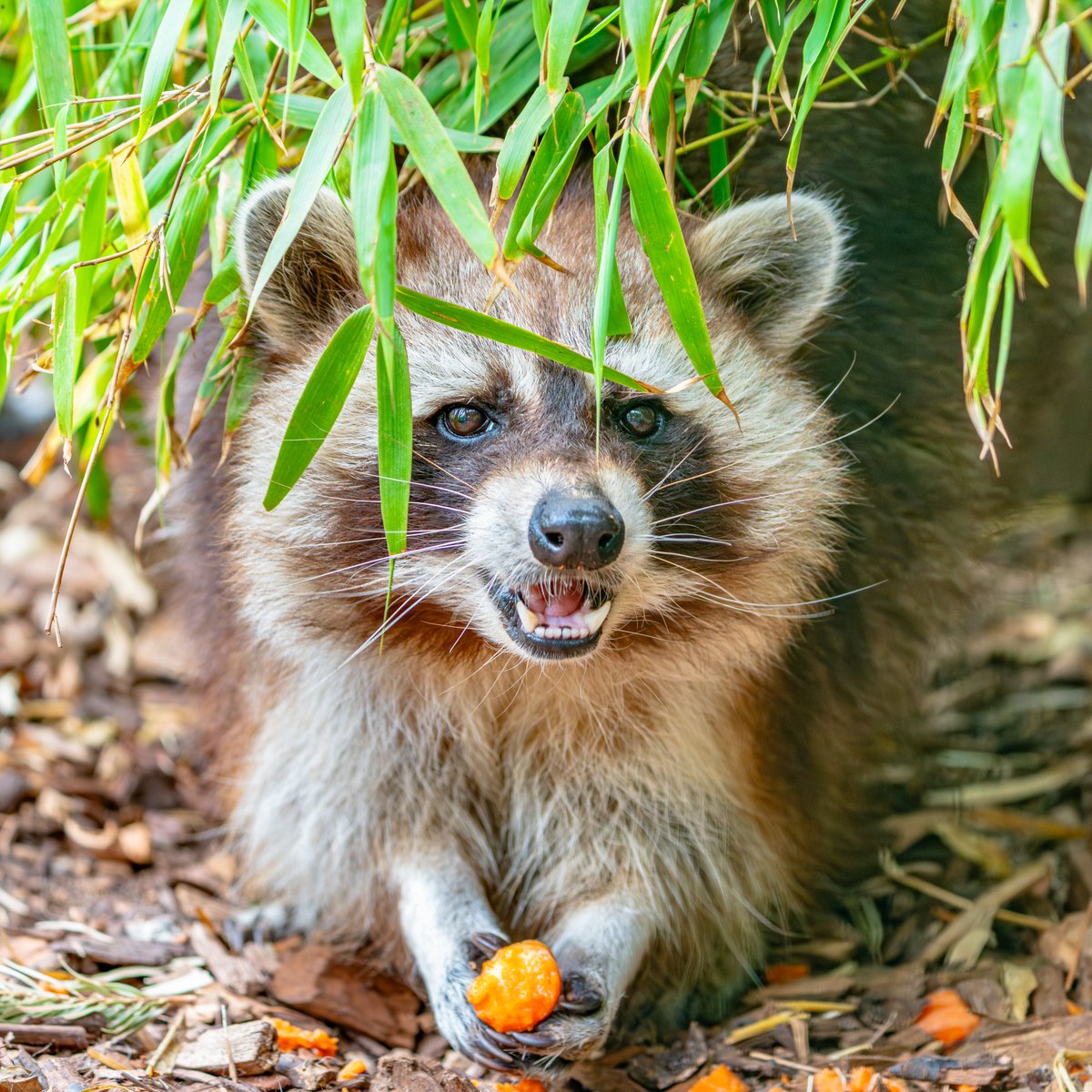 fourpawsint's tweet photo. Silver foxes &amp; raccoons living their best life 🦊💚🦝

At TIERART Wild Animal Sanctuary, rescued foxes Mala &amp; Skadi now share a 1,000 m² paradise with raccoons Sally, Krümel &amp; Thalia. 

From fur farm cages to freedom, friendship &amp; play, this is a true second chance. 🐾 https://t.co/gl0FH3rm8d