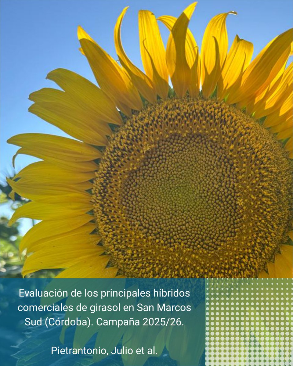 INTAMsJuarez's tweet photo. 🌻EVALUACIÓN DE LOS PRINCIPALES HÍBRIDOS COMERCIALES DE GIRASOL EN SAN MARCOS SUD (CÓRDOBA). CAMPAÑA 2025/26.

🖥INFORME COMPLETO👉 https://t.co/Hj1AvNBum5 https://t.co/aDjpmNT2oA