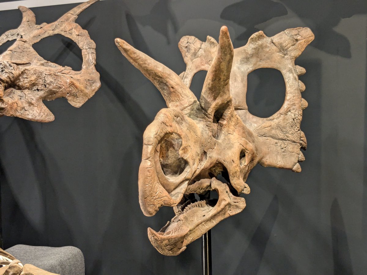 Blackbuck_jp's tweet photo. 超個性的！角竜！

#福井県立恐竜博物館 の特別展「バッドランドの恐竜たち 〜北アメリカの1億年〜」での展示です

１：スティラコサウルス
２：ゼノケラトプス
３：アケロウサウルス
４：パキリノサウルス

角���はぱっと見でもわかりやすい特徴があるから見てて楽しいですよね

#金曜日だから化石貼る https://t.co/g0KyEgMC7a